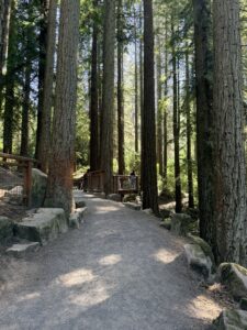 The entrance to the Redwood Deck from the Wildwood Trail. There is a slight grade and a trail drop off on the right side.