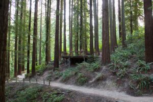 A dirt trail winds through tall trees, leading to a wooden platform (The Redwood Deck) in the above the trail.