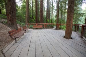 A wooden platform with a guardrail, 3 wooden benches, and a tree growing through a hole, surrounded by tall trees.