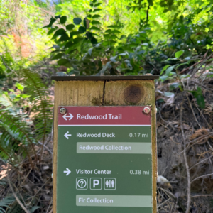 A wooden trail wayfinding post with a sign screwed in with a red trail marker at the top reading Redwood Trail, and below and arrow to the left points the direction of the Redwood Deck and the Redwood Collection 0.17 miles away, and below that an arrow pointing in the opposite direction is labeled Visitor Center, 0.38 miles away. The post is surrounded by ferns and other understory vegetation.