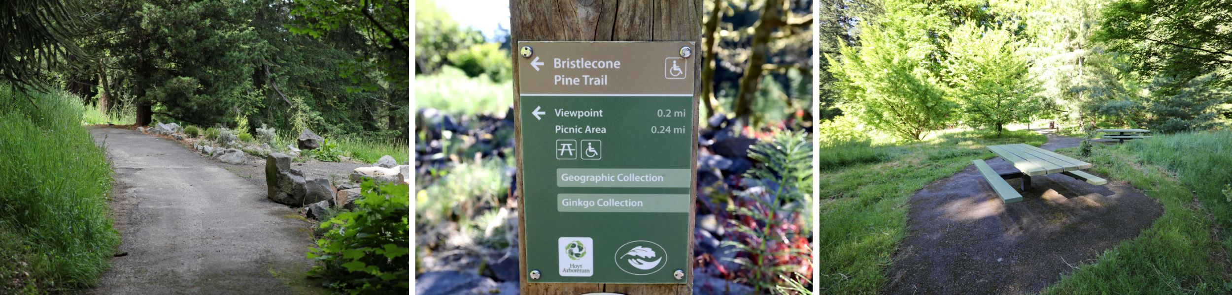 Bristlecone Pine Trail