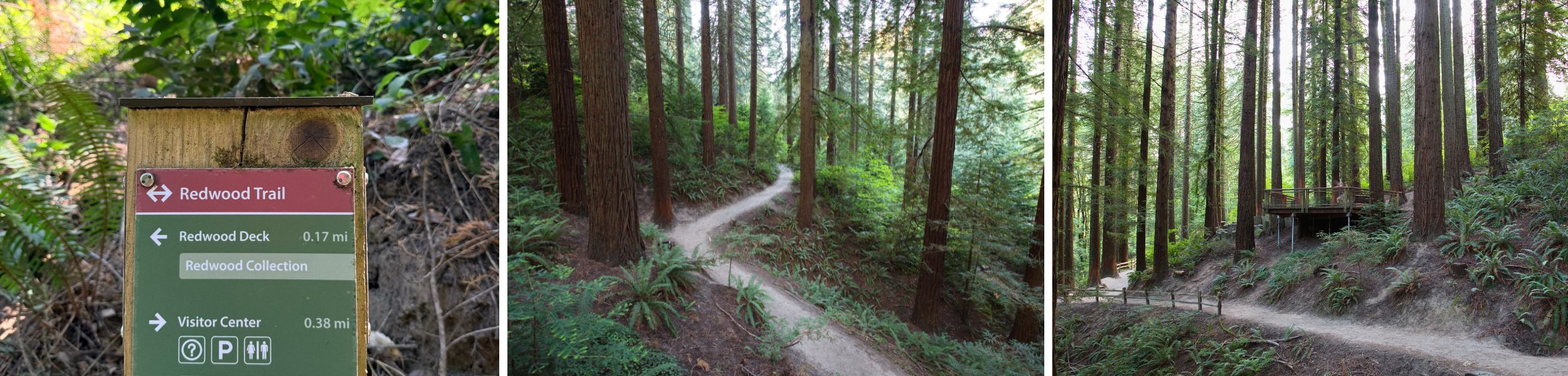 Redwood Trail