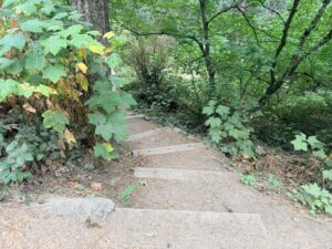 An image of steep, uneven steps on the Fir Trail.