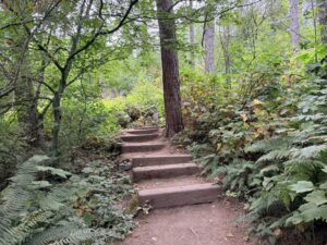 An image of the ascending view of the steep, uneven steps on the Fir Trail.