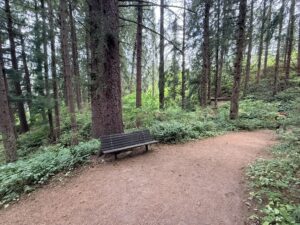 A wooden bench at the side of a wide dirt trail with plentiful area to either side and dirt surface continuous with the trail underneath.