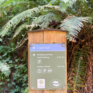 An image of a wooden wayfinding sign labeled Creek Trail at the top in blue with an arrow pointing to the right. Below, Bristlecone Pine Trail and the Visitor Center are also labeled with an arrow pointing to the right.