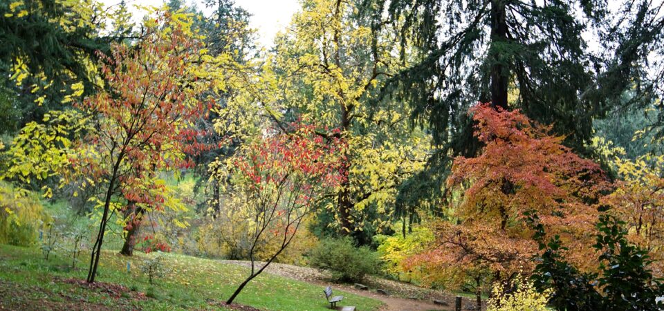 An image of a dirt trail with a wooden bench to the left and the trail is surrounded by a variety of foliage textures and colors along a grassy hillside to illustrate fall color changes.