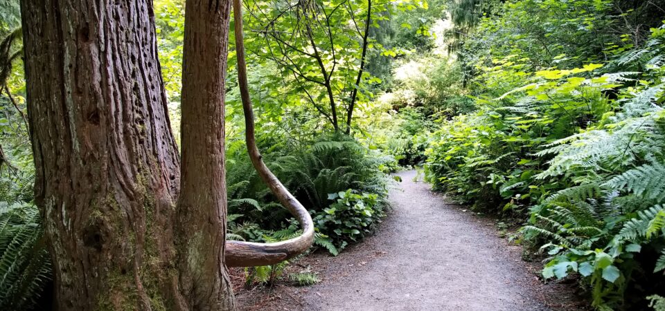 A dirt trail leads into the distance with ferns, shrubs, small trees, and a large snag with beetle galleries and a low curving branch along the edges of the trail.