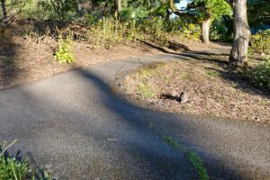 A view of a sloping paved path with minor cracking with dried grass directly around the path and trunks with vegetation off to the sides.