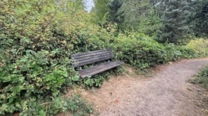 A wooden bench surrounded by vegetation on the edges directly off the natural dirt trail surface.