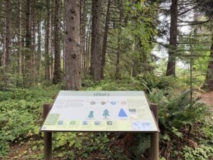 An image of an interpretive sign on posts at waist-height and tree trunks in the background. The sign is labeled Spruce at the top.