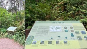An interpretive sign about Red Pines along a trail side.