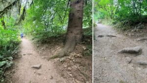 A picture of tall root intrusion on Fir Trail that measures about 5 inches and is horizontally oriented with the trail.