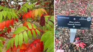 A close up of the pinnate compound leaves of Rhus glabra transitioning from bright green to bright red. The leaves have smooth edges.