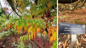 Pinnate compound leaves of Rhus typhina with pointed, finely serrated leaf edges, transitioning from green to red.