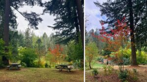 The view from 2 picnic tables showing tall evergreen trees in layers in the foreground and background and bright oranges and reds in the understory.