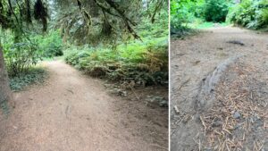 root intrusion on Fir Trail about 3 inches prtruding from natural surface in vertical orientation with the trail.