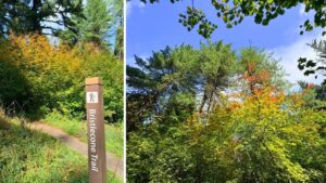 a trail marker post that reads"Bristlecone Pine" and vine maples in fall color in the background surrounding a dirt trail that slopes sliightly upward.