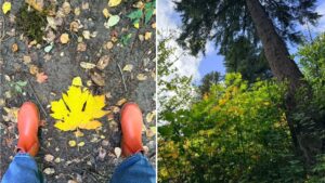 Red boots on either side of a large maple leaf on a dirt trail, the leaf is larger than the feet. Next to an image of a small copse of bigleaf maple sprouts with leaves turning yellow.