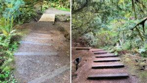 side-by-side images of 7 steep wooden stairs on a dirt trail from above and below. The image below shows the stairs leading to a wooden footbridge.