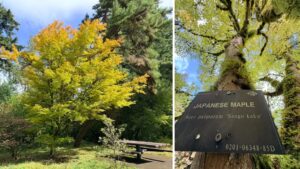 a large Japanese maple next to a picnic table is turning orange at the tops of its canopy.