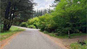 A small park road with bamboo in the background and a small trail starting on the right side,