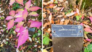 long, pointed, thin leaves turn from light green to purple/red.
