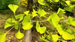 fan shaped lime green leaves show streaks of saffron yellow.