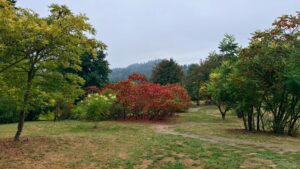 a narrow dirt trail weaves through a grassy hillside with a variety of trees and plants in sections, some turning yellow or bright red, and tall evergreen trees in the background covered in fog on a surrounding hillside.