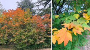 A shrubby vine maple with twisty branches and abundant leaves transitions from green to orange, yellow, and red.
