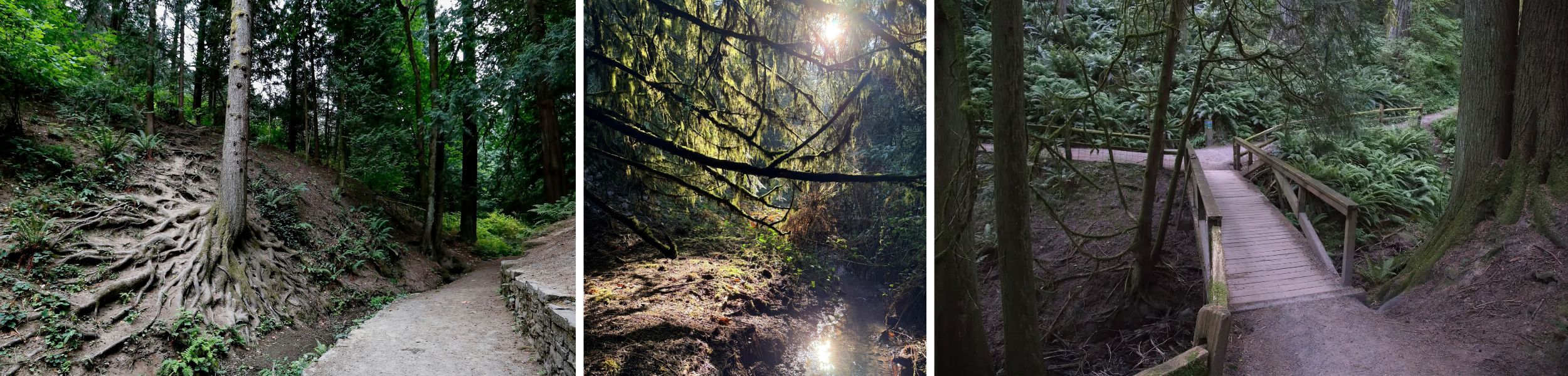 Creek Trail