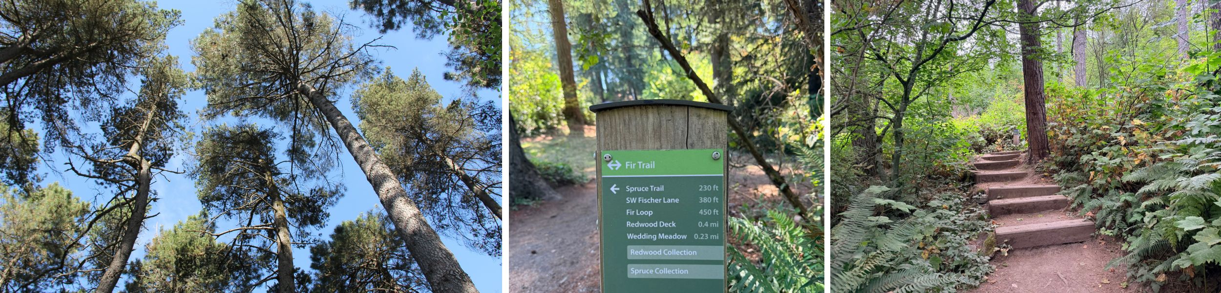 Fir Trail