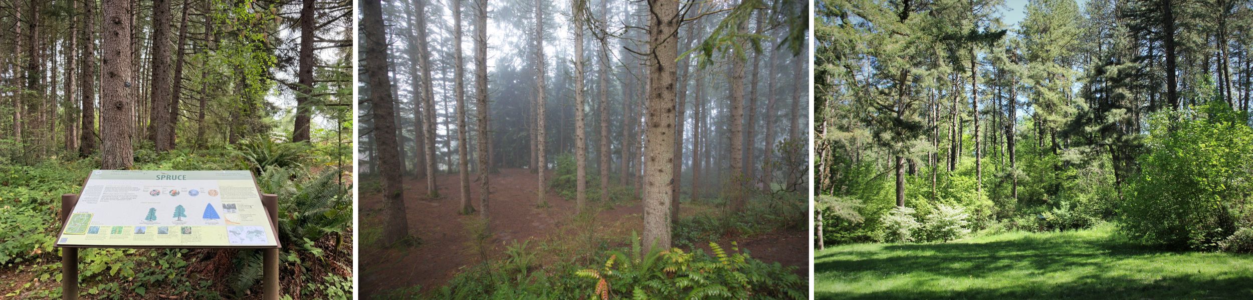 Spruce Trail