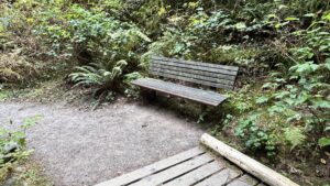 A wooden bench just past a wooden footbridge to the right of a dirt trail and surface under the bench is continuous with the trail. Understory vegetation surrounds the bench on either side.