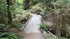 A wooden footbridge without guardrails and a bench on the north end. The bridge is surrounded by a dropoff filled with vegetation.