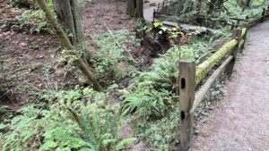 Drop off into a deep ravine full of wood, rocks, and vegetation on either side of the trail with some split rail fences on one side.