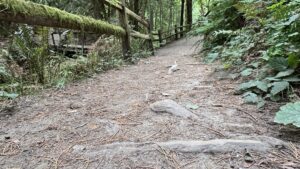 tree roots poking up about 3 inches above the dirt trail surface in parallel and perpendicular orientation to the trail for significant stretches.