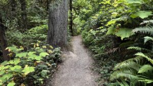 a large tree growing into a narrow dirt trail.