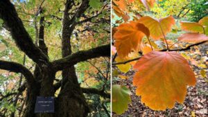 a dark tree trunk with a tree sign that says downy hawthorn at the base looking up into a canopy of oval leaves with serrated edges turning from light green to pinky, yellow-orange.
