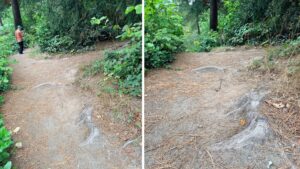 Roots encroaching on a dirt trail oriented vertically and horizontally with about 3 inch bumps.