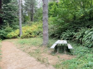 A wooden picnic table with a metal frame in a grassy area off a dirt trail to the right.