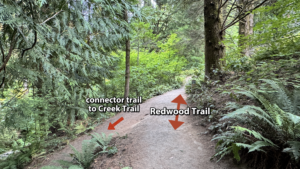 a trail intersection with the connector trail on a downslope and a red arrow pointing the direction labeled "connector trail to Creek Trail". The main trail intersection is labeled with a double-sided red arrow and is labeled "Redwood Trail".