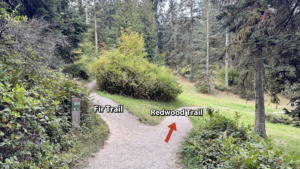 An image of a fork in a dirt trail with the trail on the left leading on a slight upslope (Fir Trail) and the trail on the right (Redwood Trail) leading to a slight downslope.