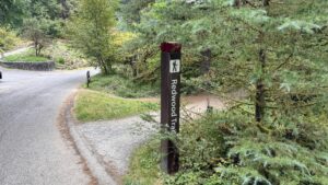 An image of a tall, narrow sign post to the left of a trail that reads Redwood Trail, next to a small park road.