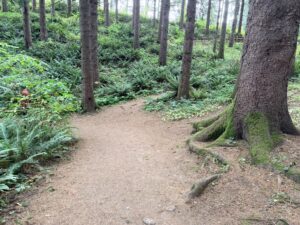 Tree roots at the edge of a wide dirt trail that extend about 10 inches into the trailside.