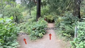 A fork in a dirt trail surrounded by low growing vegetation and occasional tall trees.