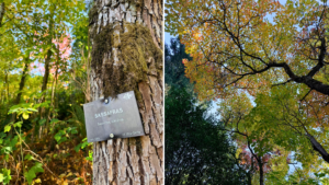 side-by-side images of a sassafras tree trunk with a tree sign reading “sasafrass albidum” and the other image looking up through the canopy from below.