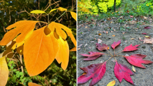 a branch with different sassafras leaf types growing all together with 1, 2, or 3 lobes- the leaves are orange with fall color.