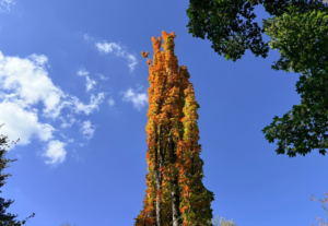 A tall, thin maple stands against a blue sky with bright orange leaves at the top and green leaves lower down.