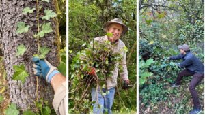 volunteers removing ivy